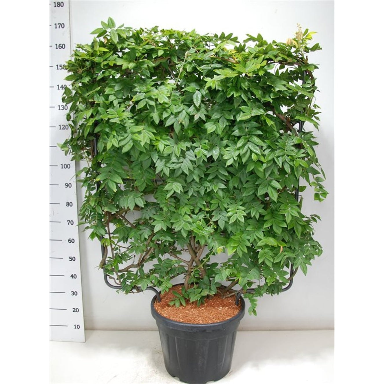 Japansk blåregn – Wisteria brachybotrys 'Yokohama fuji' - C45 120 cm. Scherm