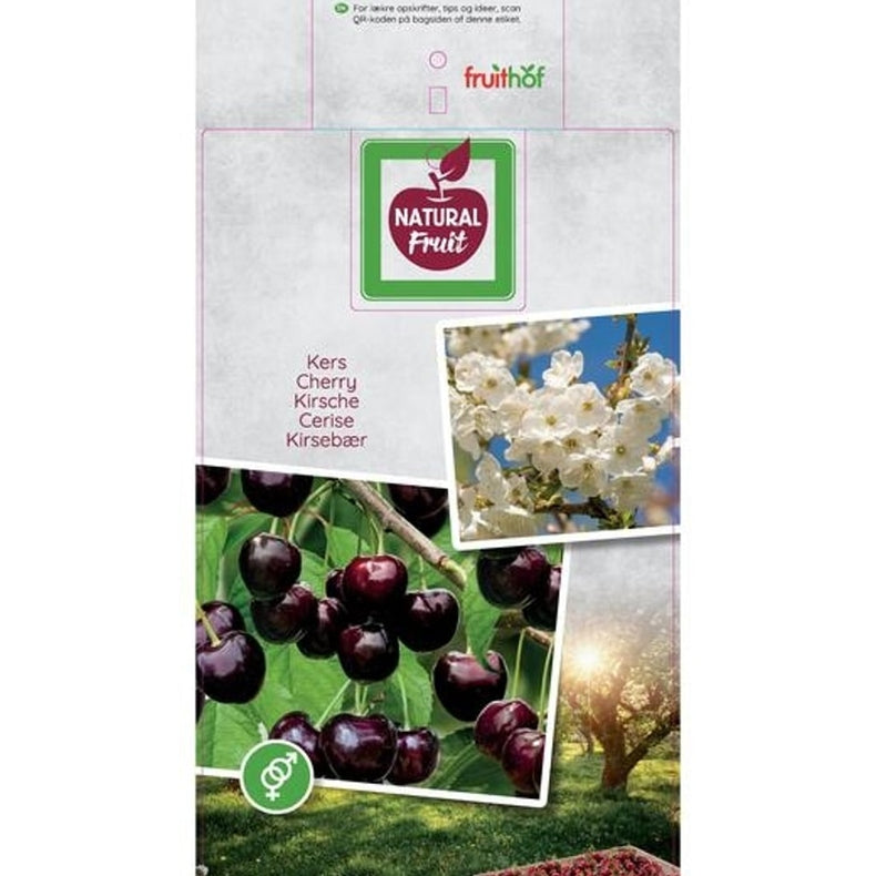 Körsbär – Prunus avium 'Sunburst' - C12 250-275 CM Hoogstam