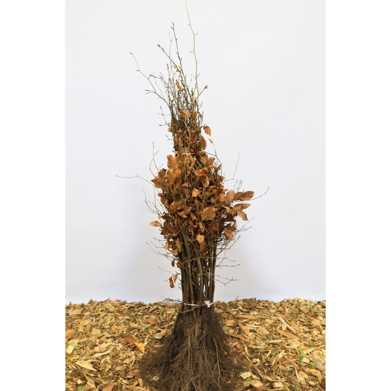 Blodbok – Fagus sylvatica - 50-80 CM bare root 1/2
