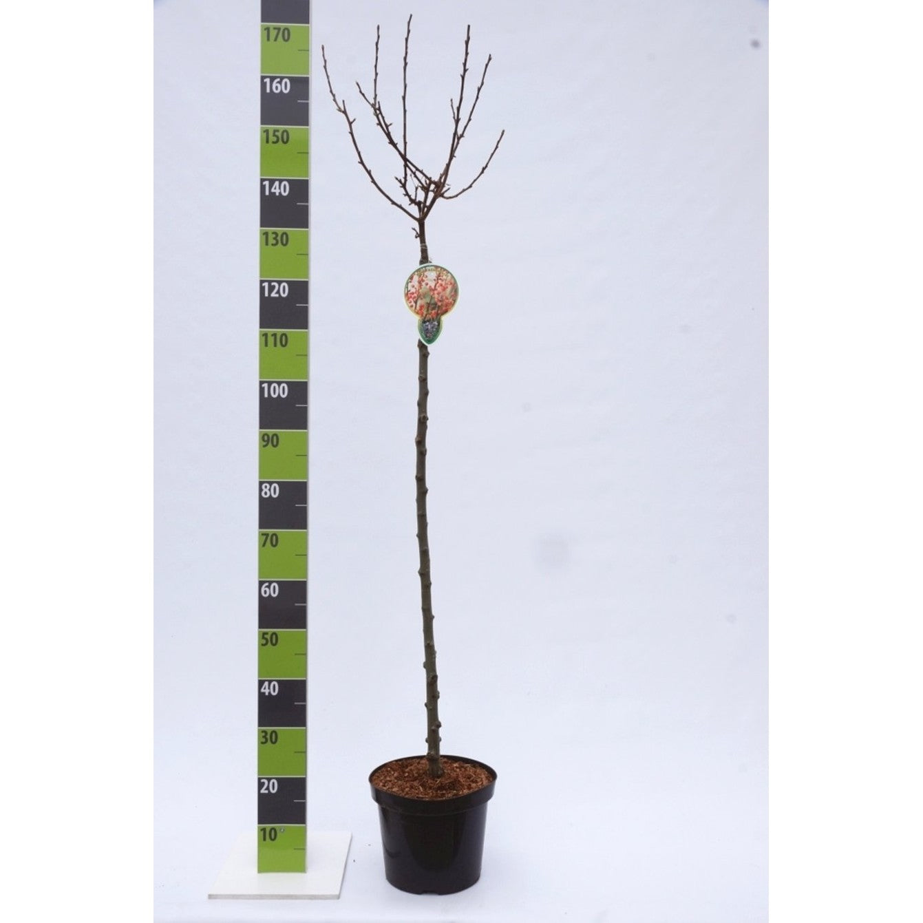 Prydnadsapel – Malus 'Adirondack' - 120 CM Stem C20