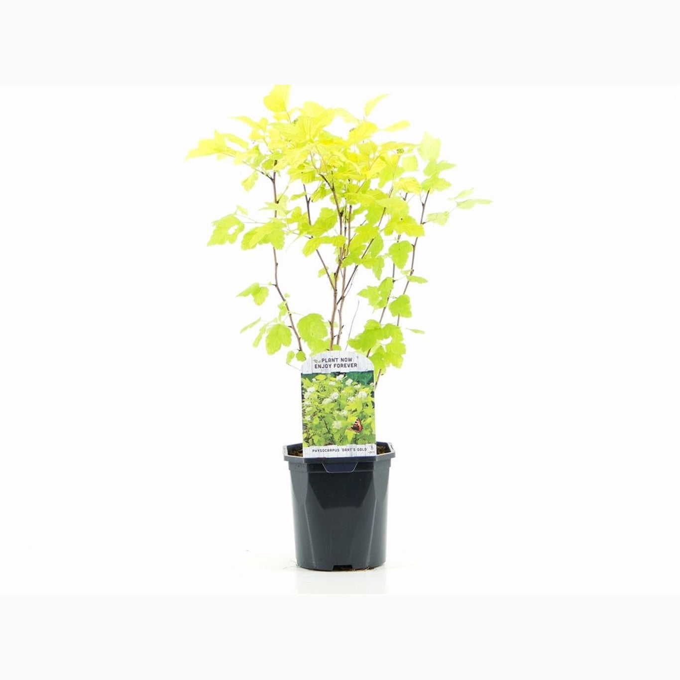 Smällspirea – Physocarpus opulifolius 'Dart's Gold'® - C2