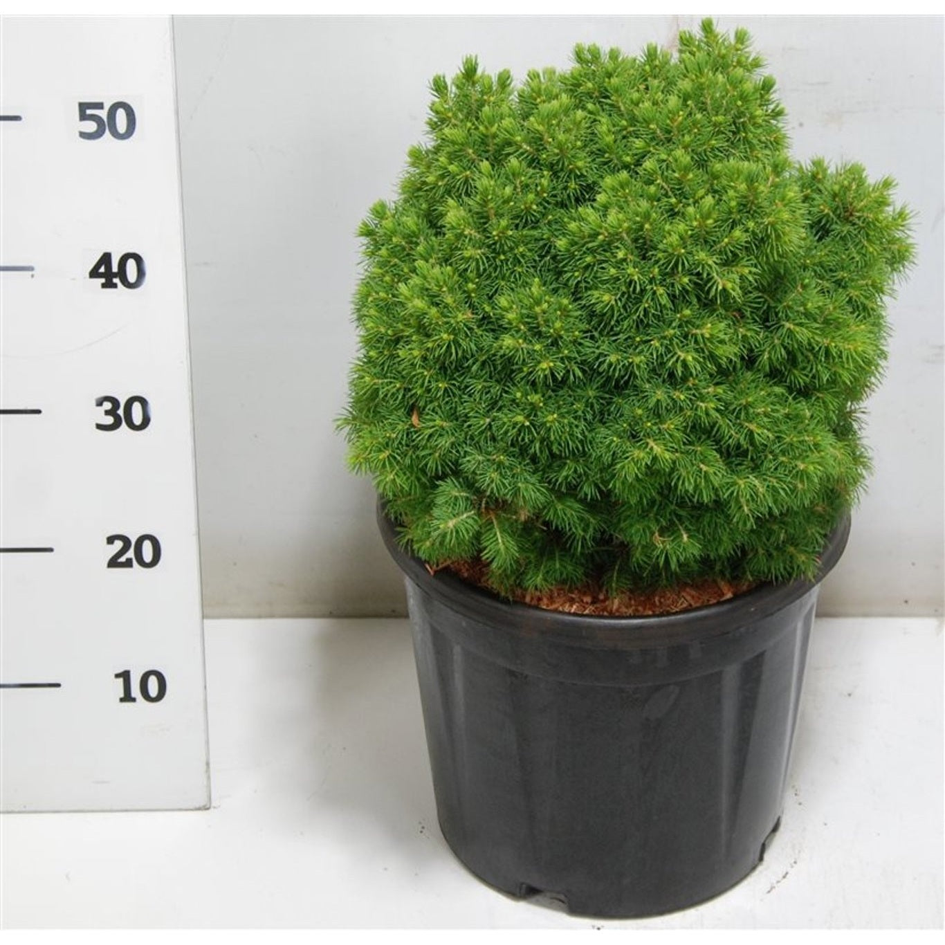 Vitgran – Picea glauca 'Alberta Globe' - C12 35-40 CM