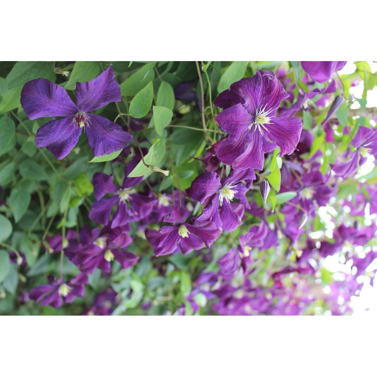 Klematis – Clematis 'Polish Spirit' - C2 50-60 CM 3 Stick