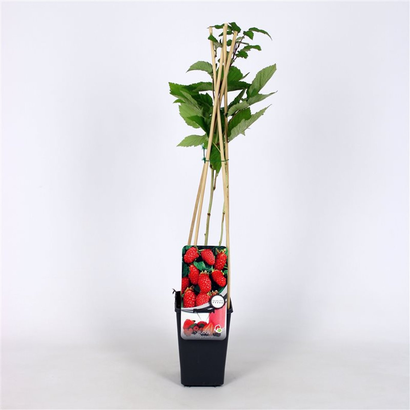 Loganbär – Rubus loganobaccus (Loganberry); - C2 70/+ CM