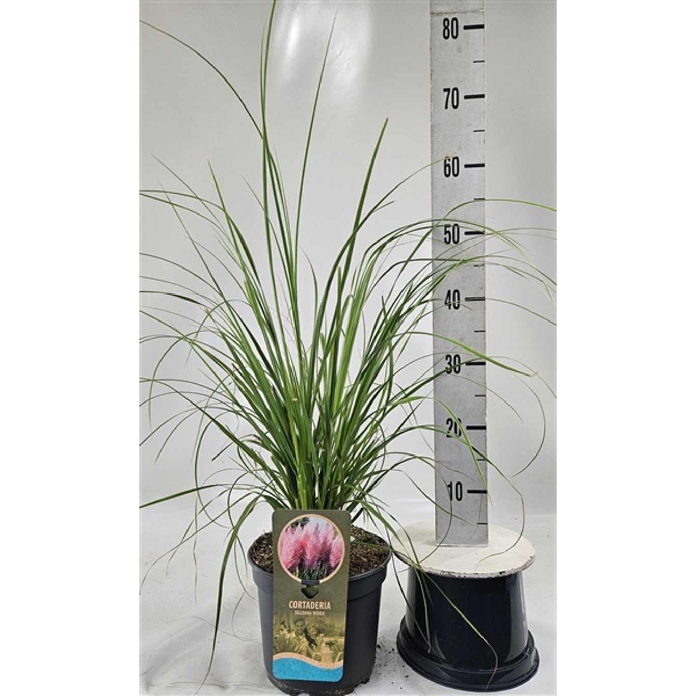 Pampasgräs – Cortaderia selloana 'Rosea' - C5