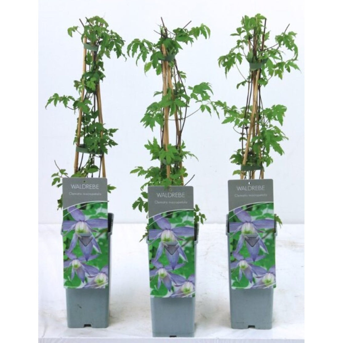 Klematis – Clematis macropetala - C2 50-60 CM 3 Stick