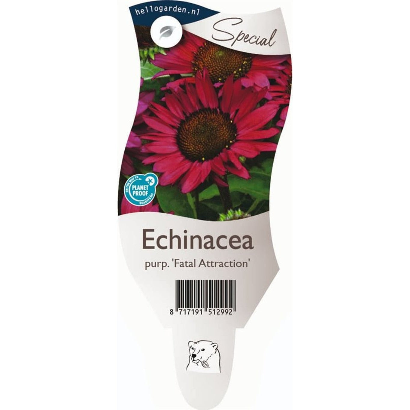 Röd solhatt – Echinacea purpurea 'Fatal Attraction' - P11