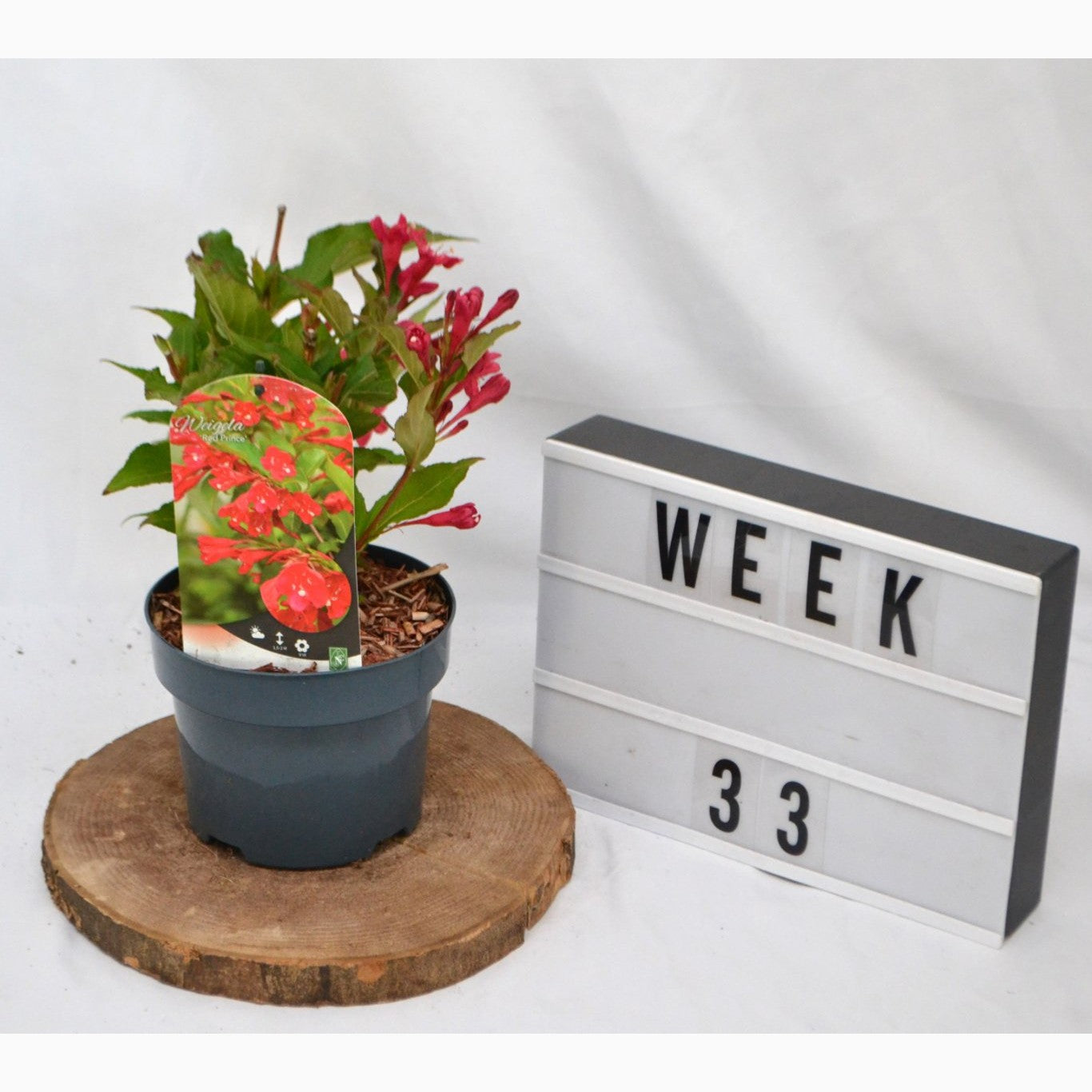 Praktweigela – Weigela 'Red Prince' - C2 50-60 CM