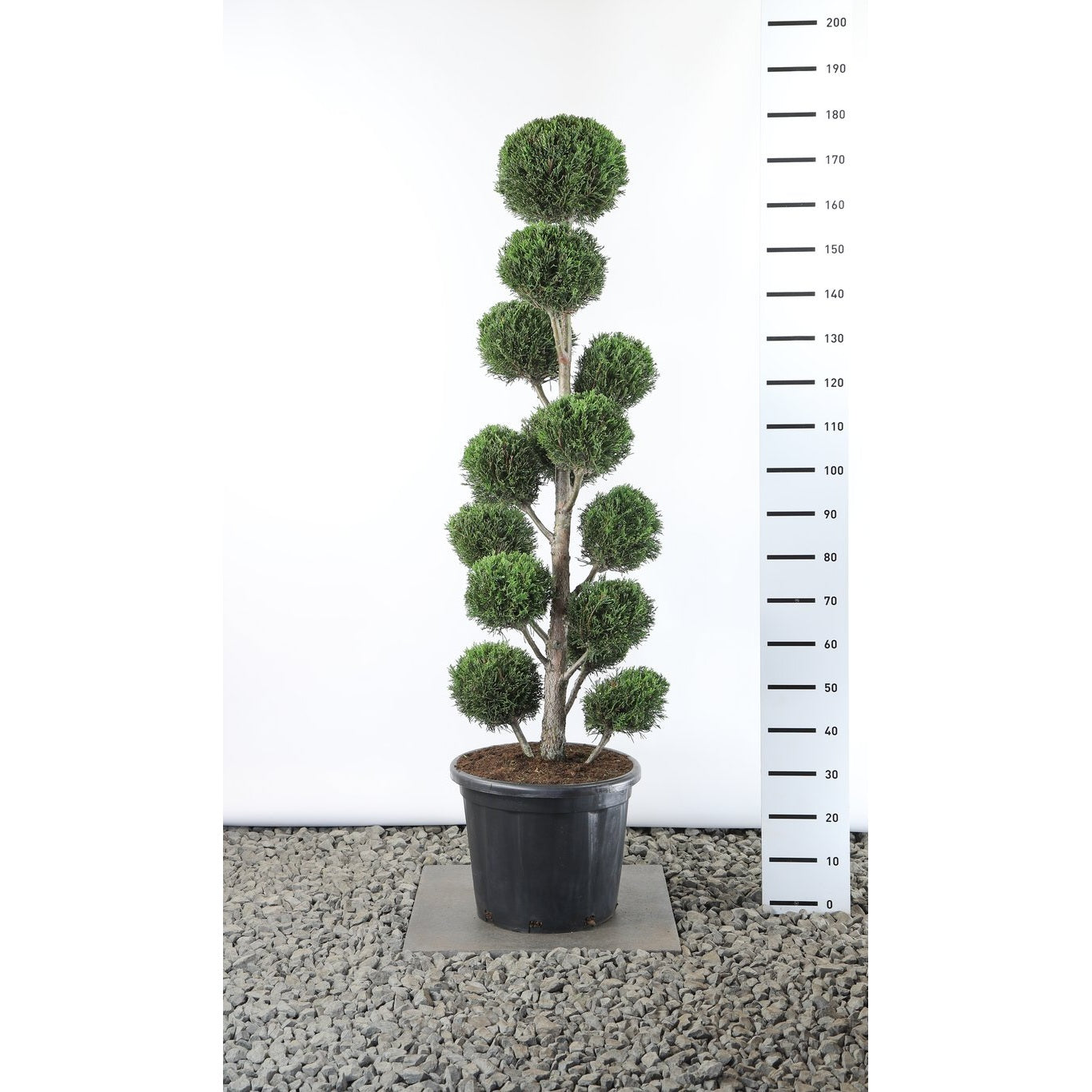 Leylandcypress – Cupressocyparis leylandii 'Tweeduizendéén' - 125-150 CM PonPon EXTRA in Cont.