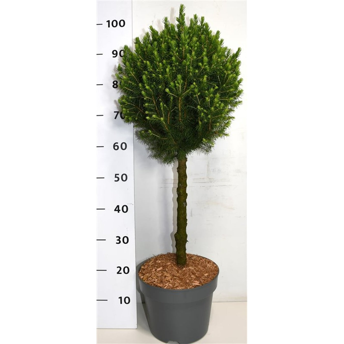 Vitgran – Picea glauca 'Conica' - 40 CM Stem C7.5