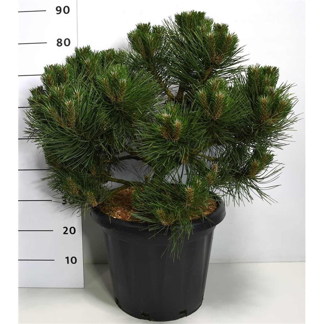 Svarttall – Pinus nigra 'Nana' - C25 50-60 cm.