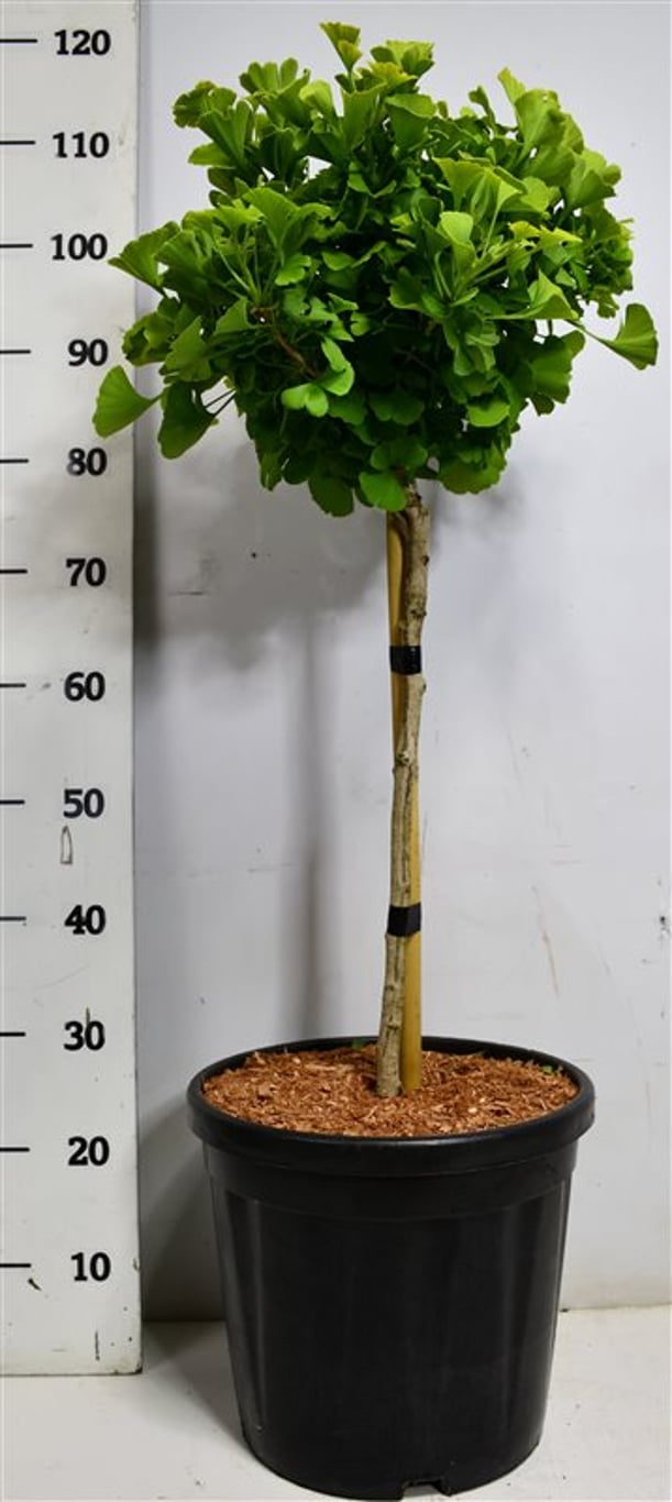 Tempelträd – Ginkgo biloba &