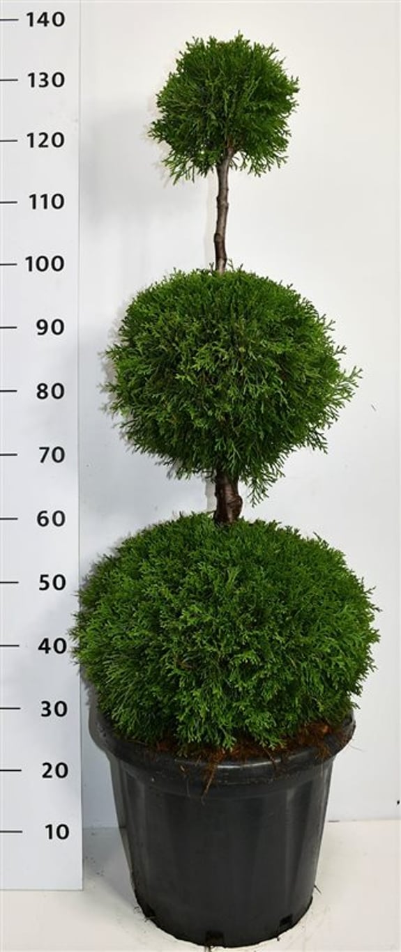 Thuja – Thuja occidentalis 'Smaragd' - C25 80-100 cm. Triobol