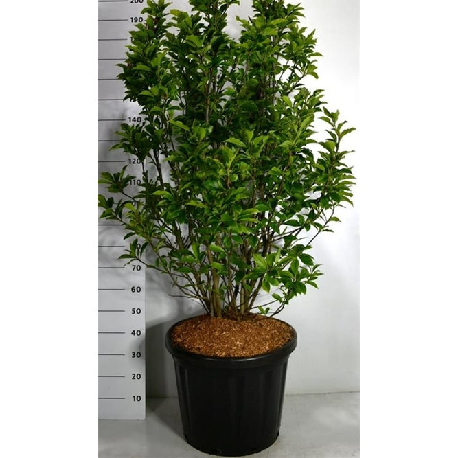 Magnolia – Magnolia &