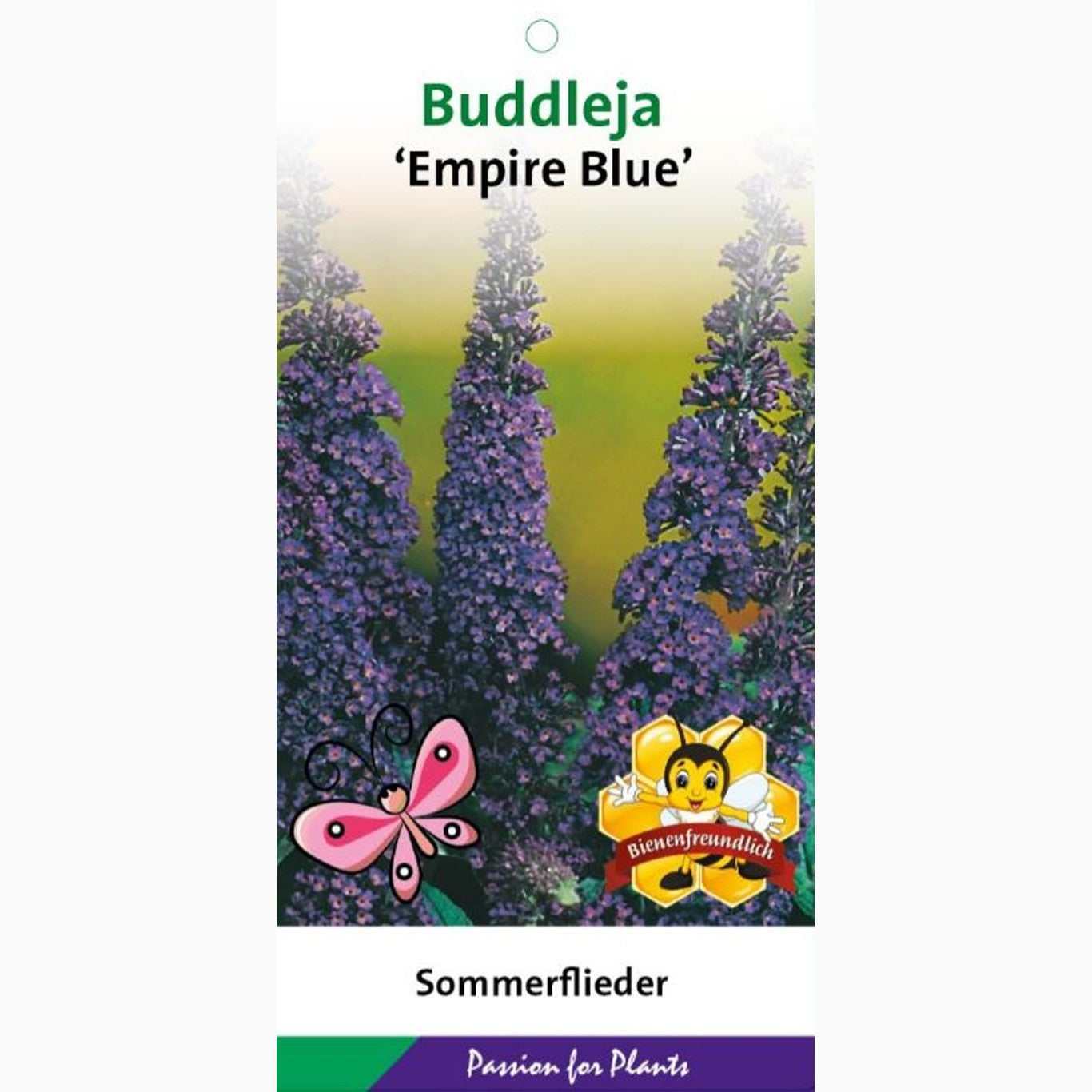 Sommarlilja – Buddleja d. 'Empire Blue' - C3