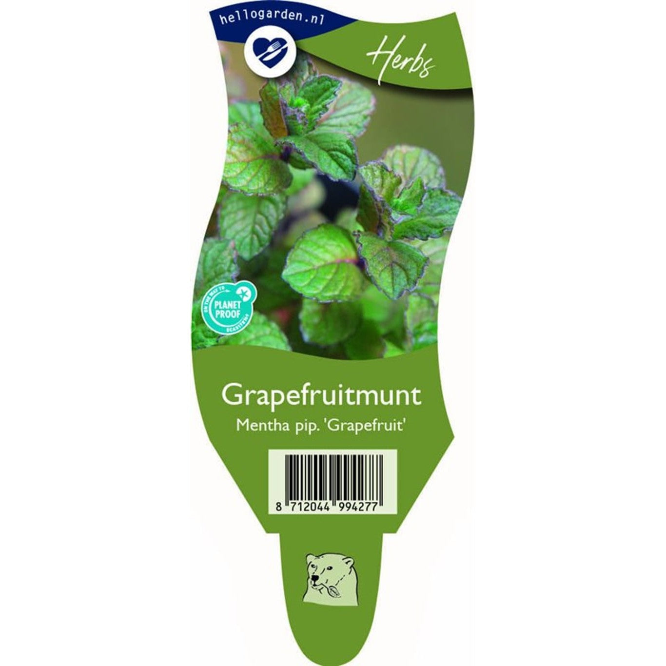 Pepparmynta – Mentha piperita 'Grapefruit' - P11