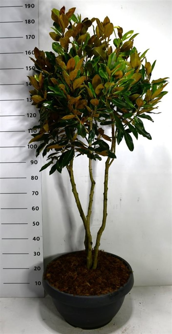 Städsegrön magnolia – Magnolia grandiflora &