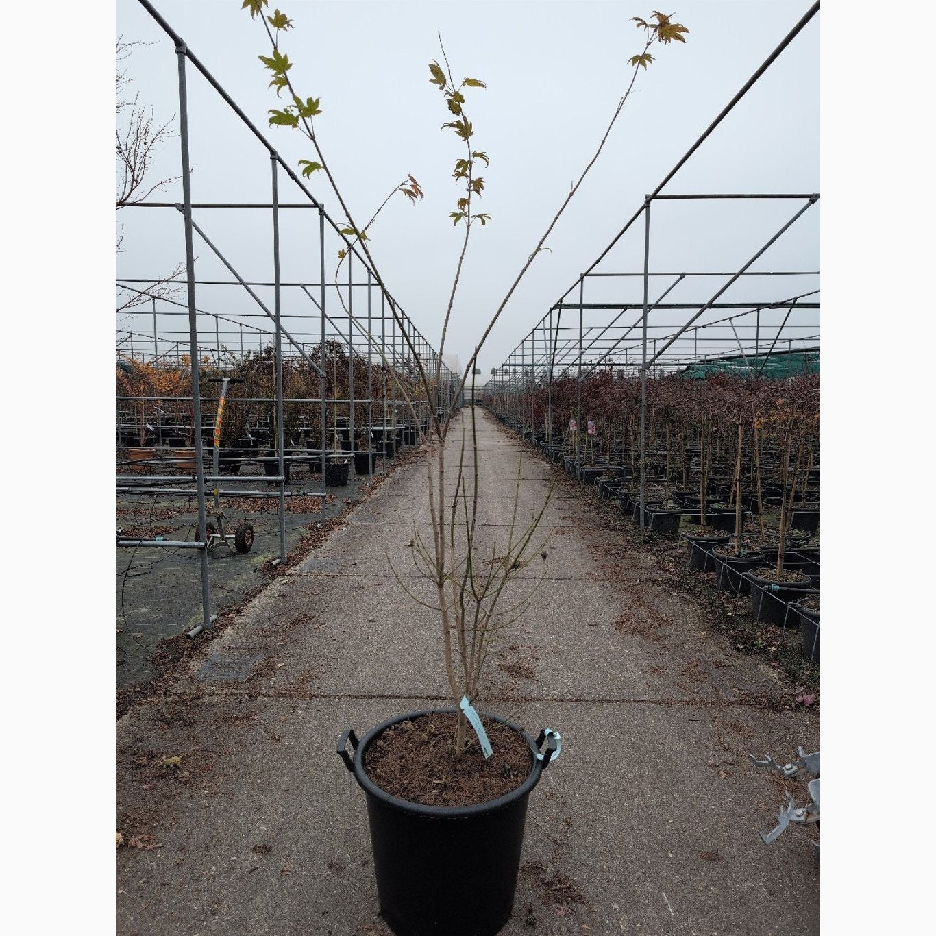 Japansk lönn – Acer shirawasanum 'Moonrise'® - C50 100-125 CM