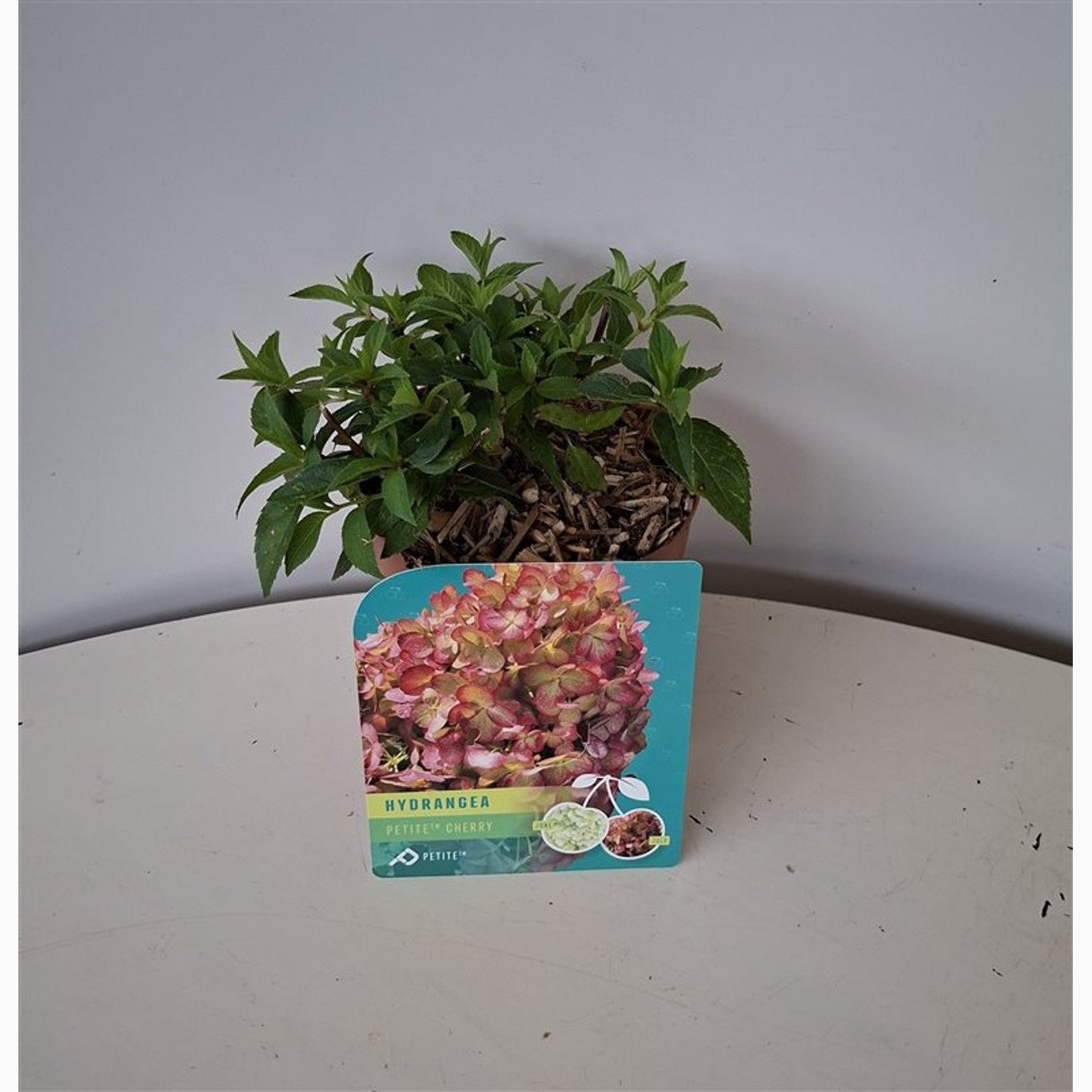 Syrenhortensia – Hydrangea paniculata 'Petite Cherry' - C1,5