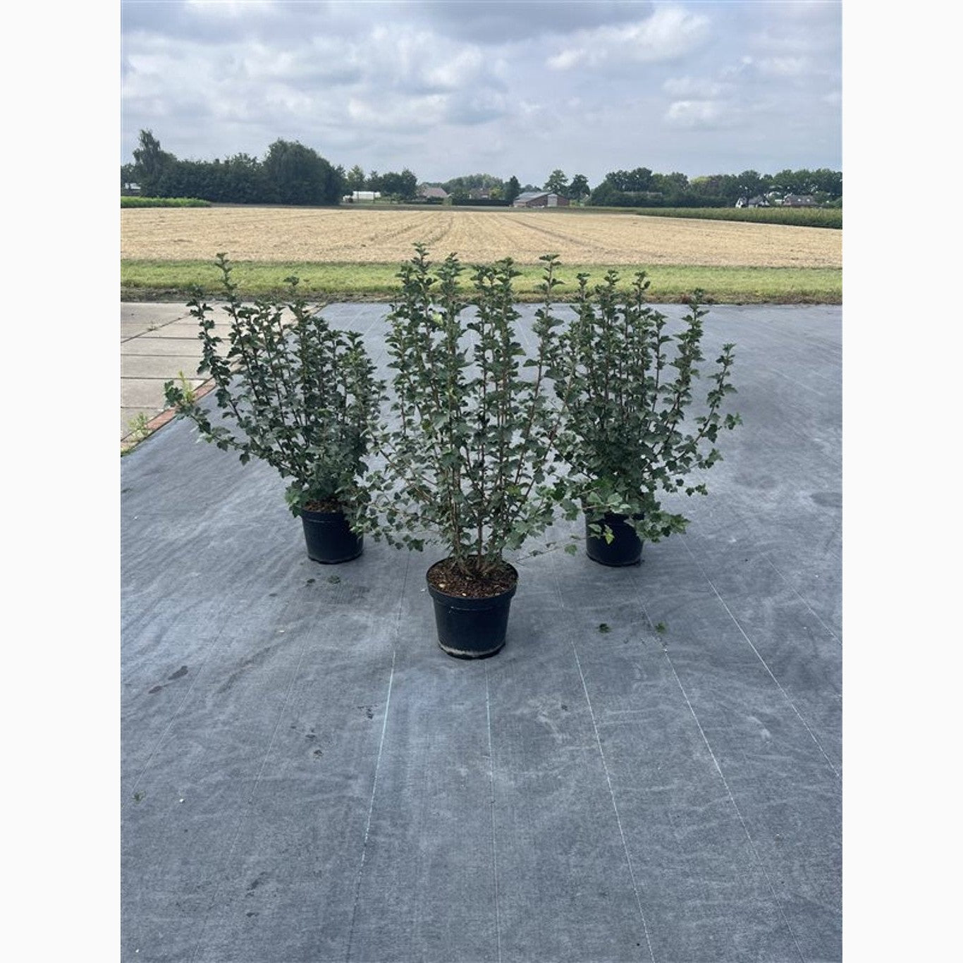 Måbär – Ribes alpinum 'Schmidt' - C7.5 60-80 CM