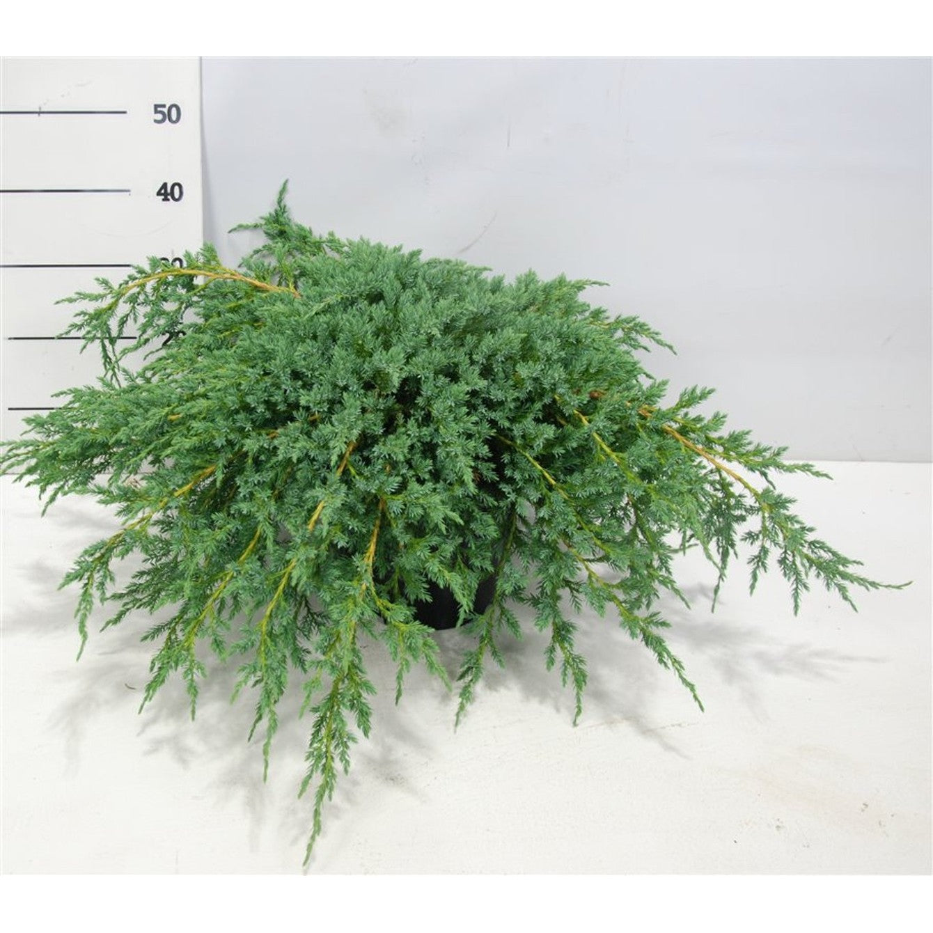 Himalaya-en – Juniperus squamata 'Blue Carpet' - C12 70-80 cm.