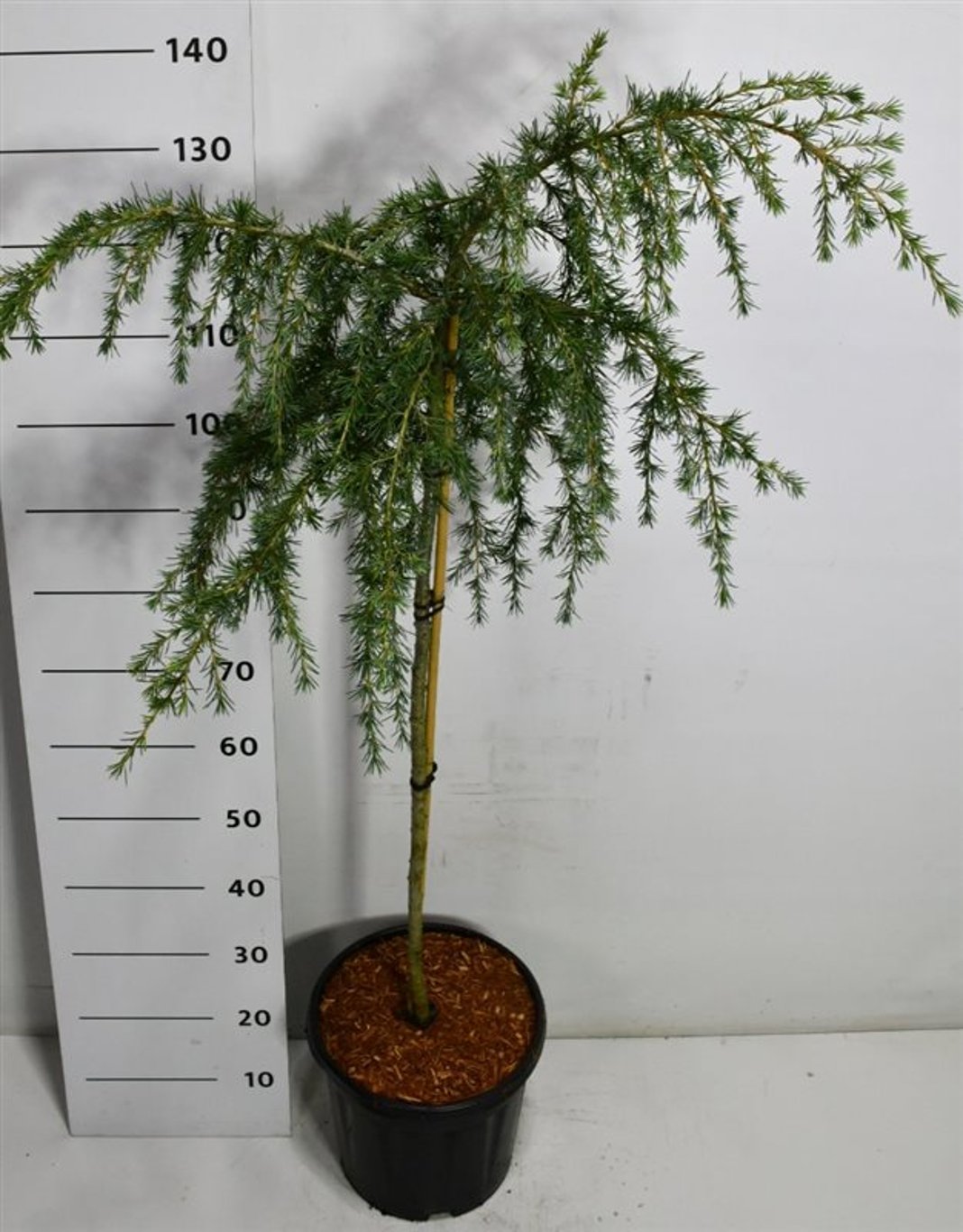 Himalayaceder – Cedrus deodara 'Feelin' Blue' - C18 80 cm. Stam
