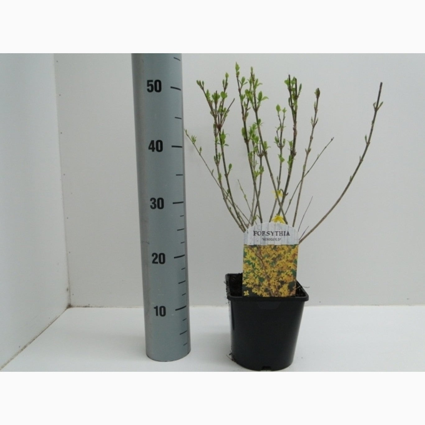 Forsythia – Forsythia intermedia 'Minigold' - C2