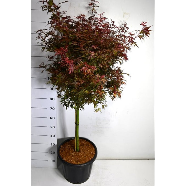 Japansk lönn – Acer palmatum 'Shaina' - C25 60 cm. Stam