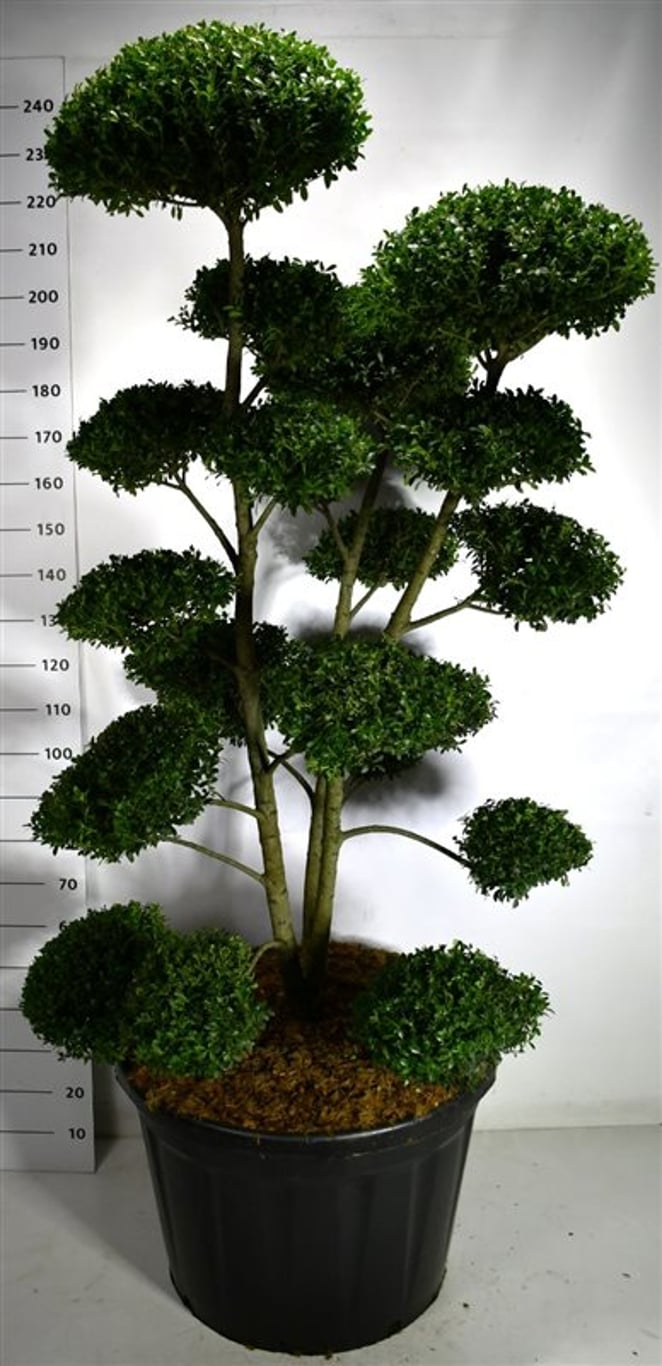 Ilex mutchagara - C180 160-180 cm. Bonsai