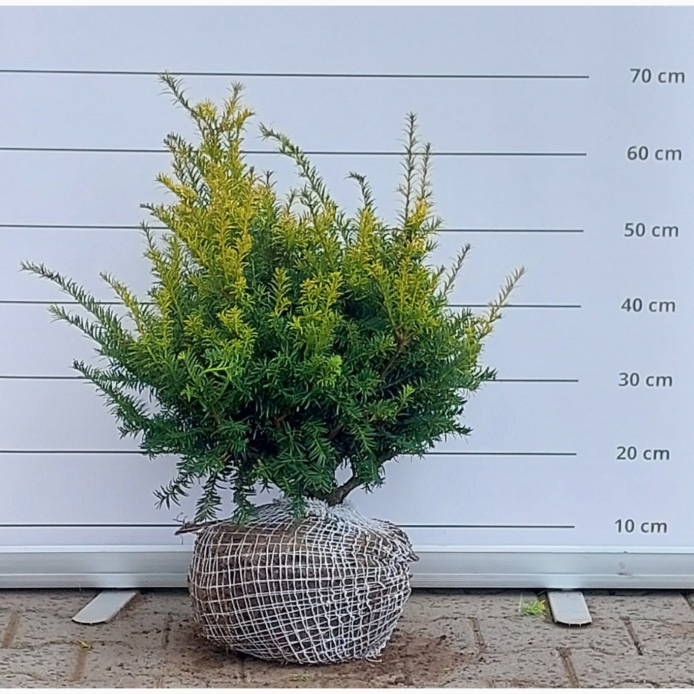 Idegran – Taxus baccata 'Elegantissima' - 30-40 CM RB
