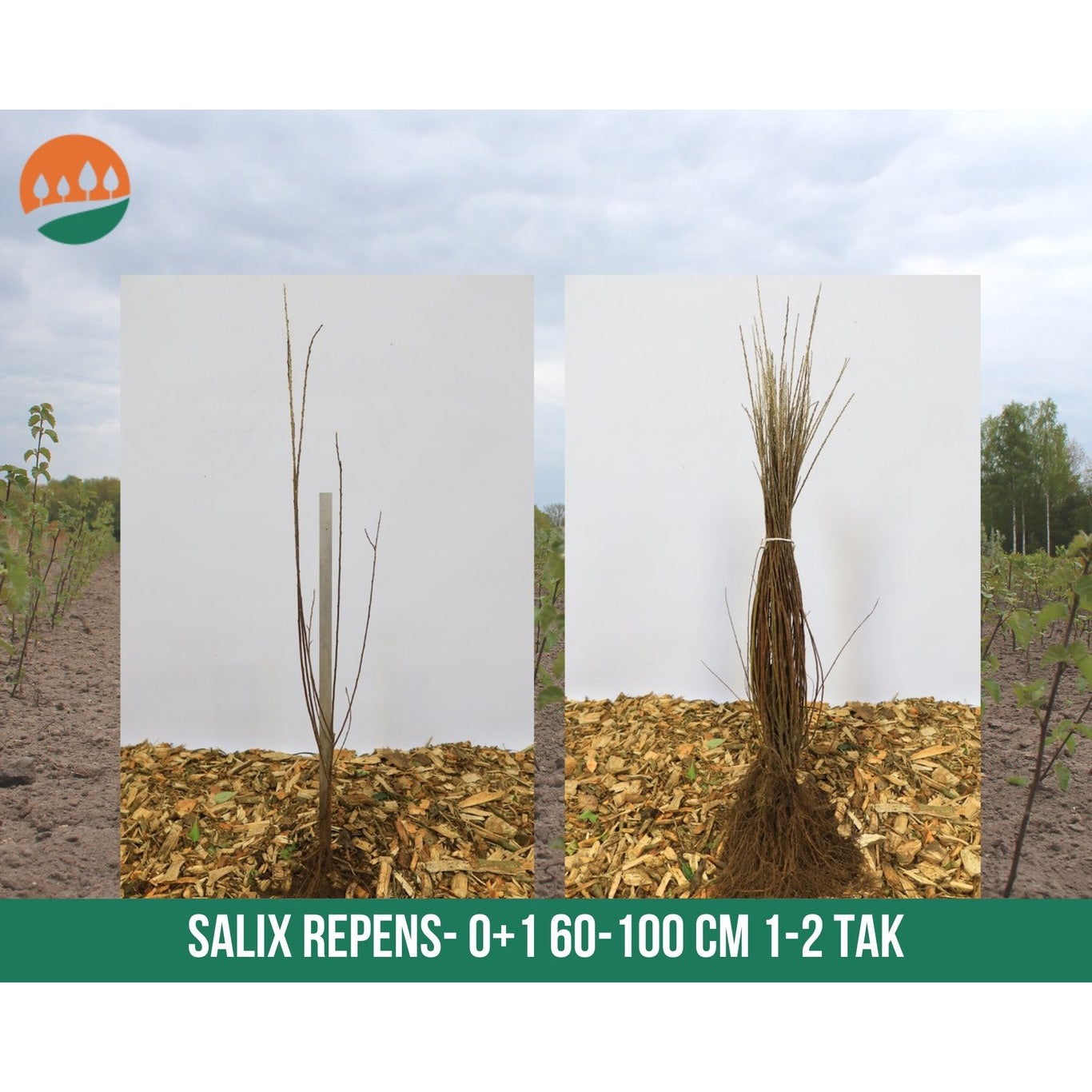 Krypvide – Salix repens - 60-100 CM bare root 0/1 1-2 branche