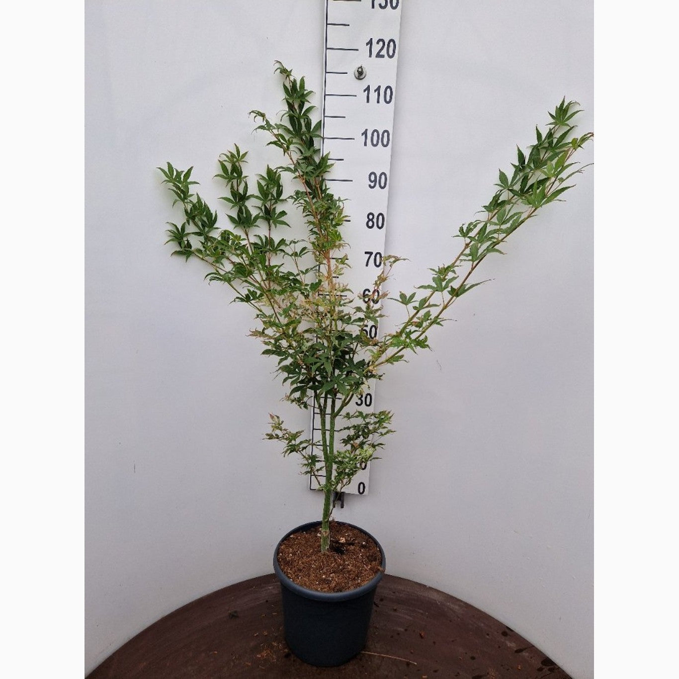 Japansk lönn – Acer pal. 'Ukigumo' - C10 60-80 CM