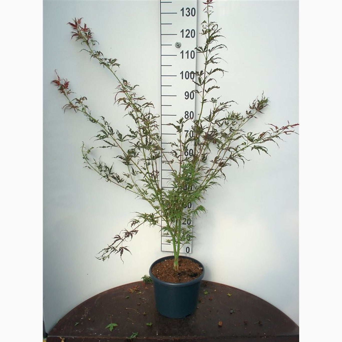 Japansk lönn – Acer pal. 'Manyo no Sato' - C10 60-80 CM