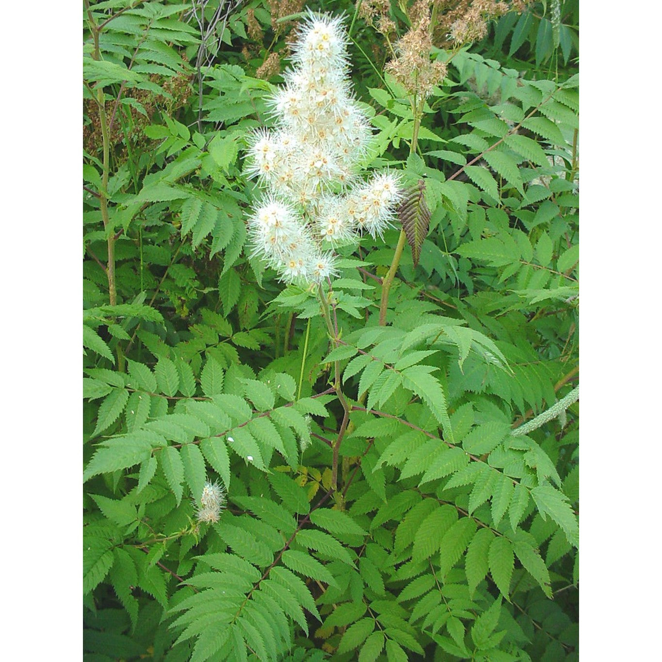 Rönnspirea – Sorbaria sorbifolia - 40-60 CM bare root 1/1