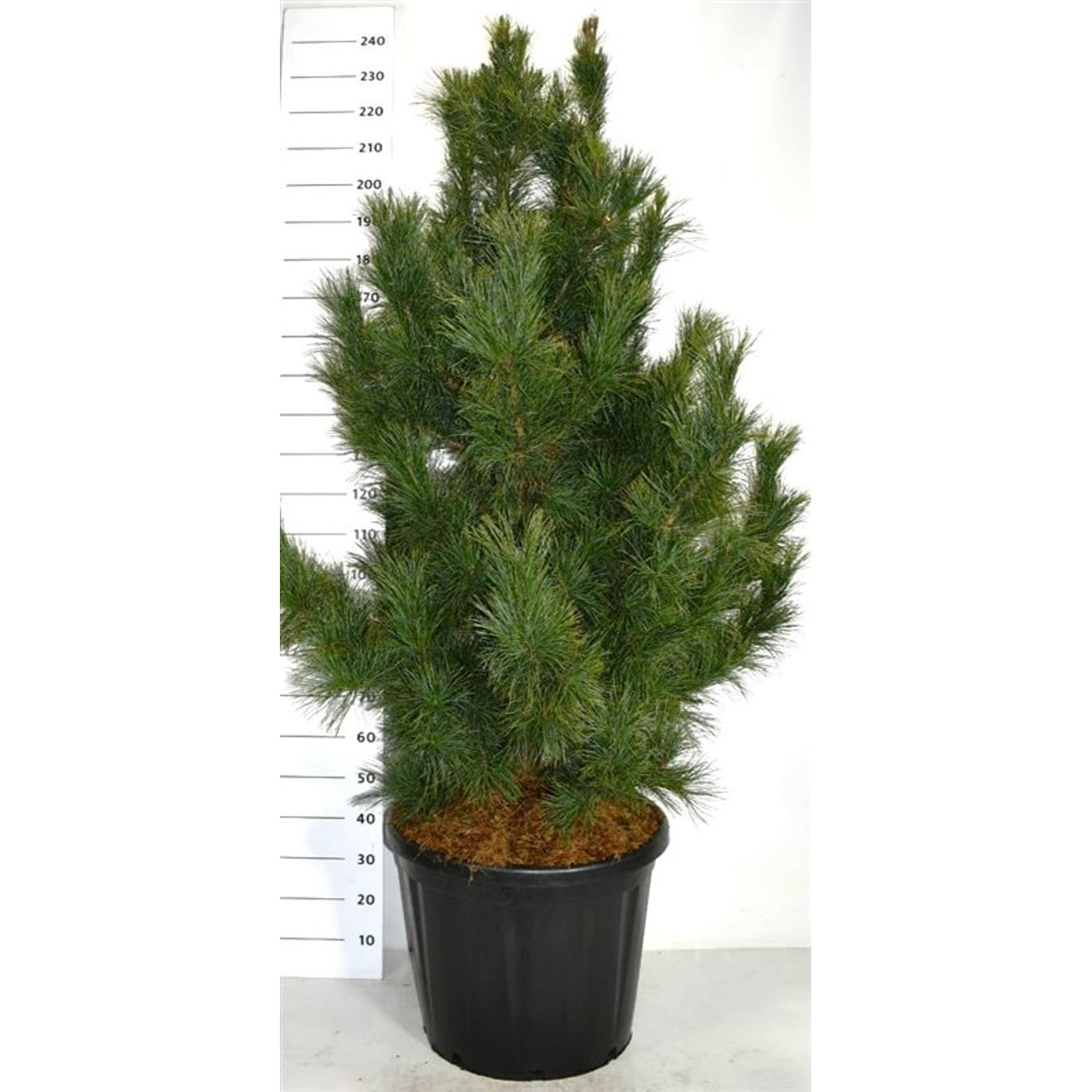 Cembratall – Pinus cembra 'Glauca' - C110 150-175 cm.