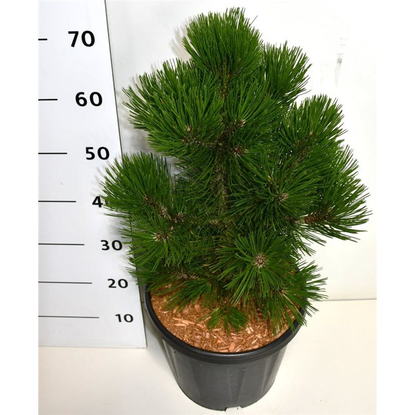 Svartbarrtall – Pinus heldreichii 'Malinki' - C12 40-50 CM
