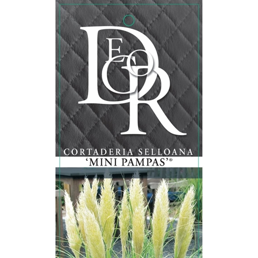 Pampasgräs – Cortaderia selloana 'Mini pampas' - C5