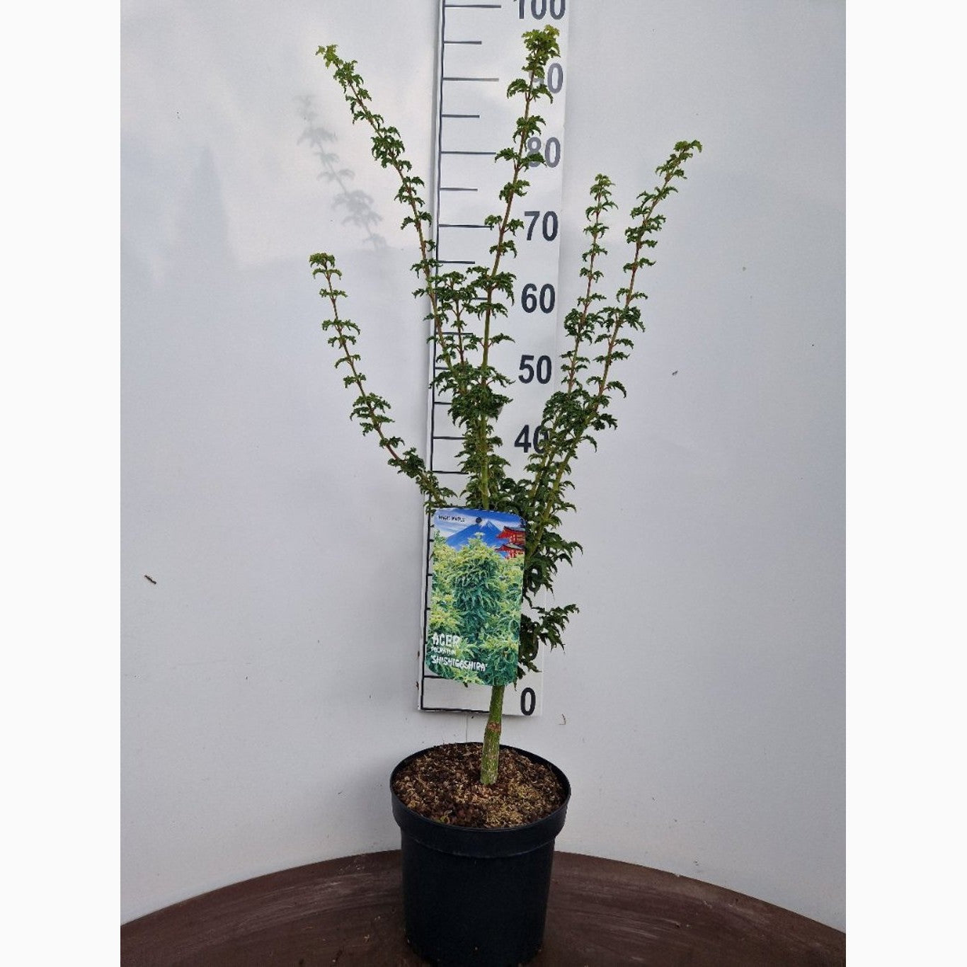 Japansk lönn – Acer pal. 'Shishigashira' - C5 40-50 CM