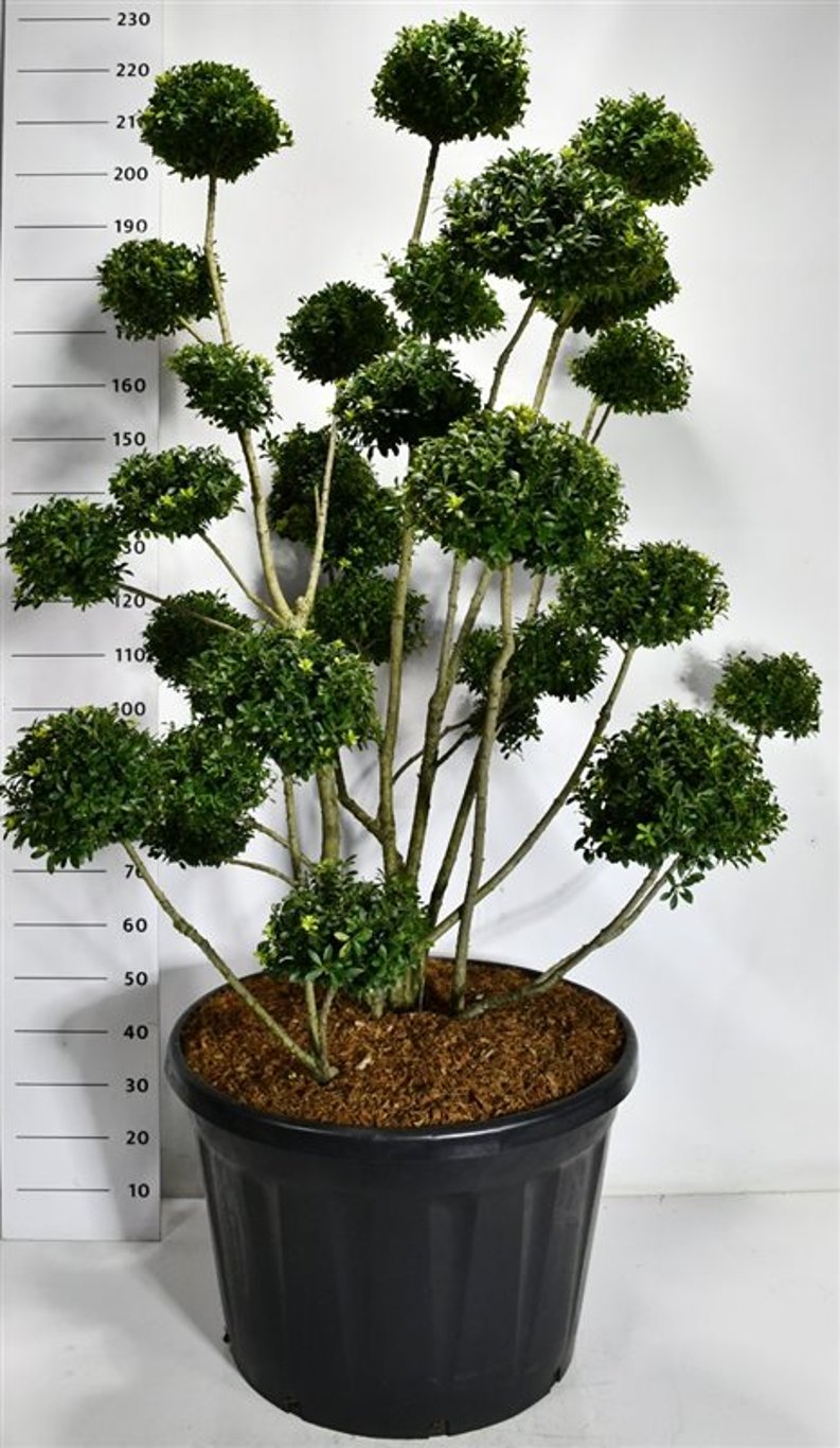 Ilex mutchagara - C180 140-160 cm. Bonsai