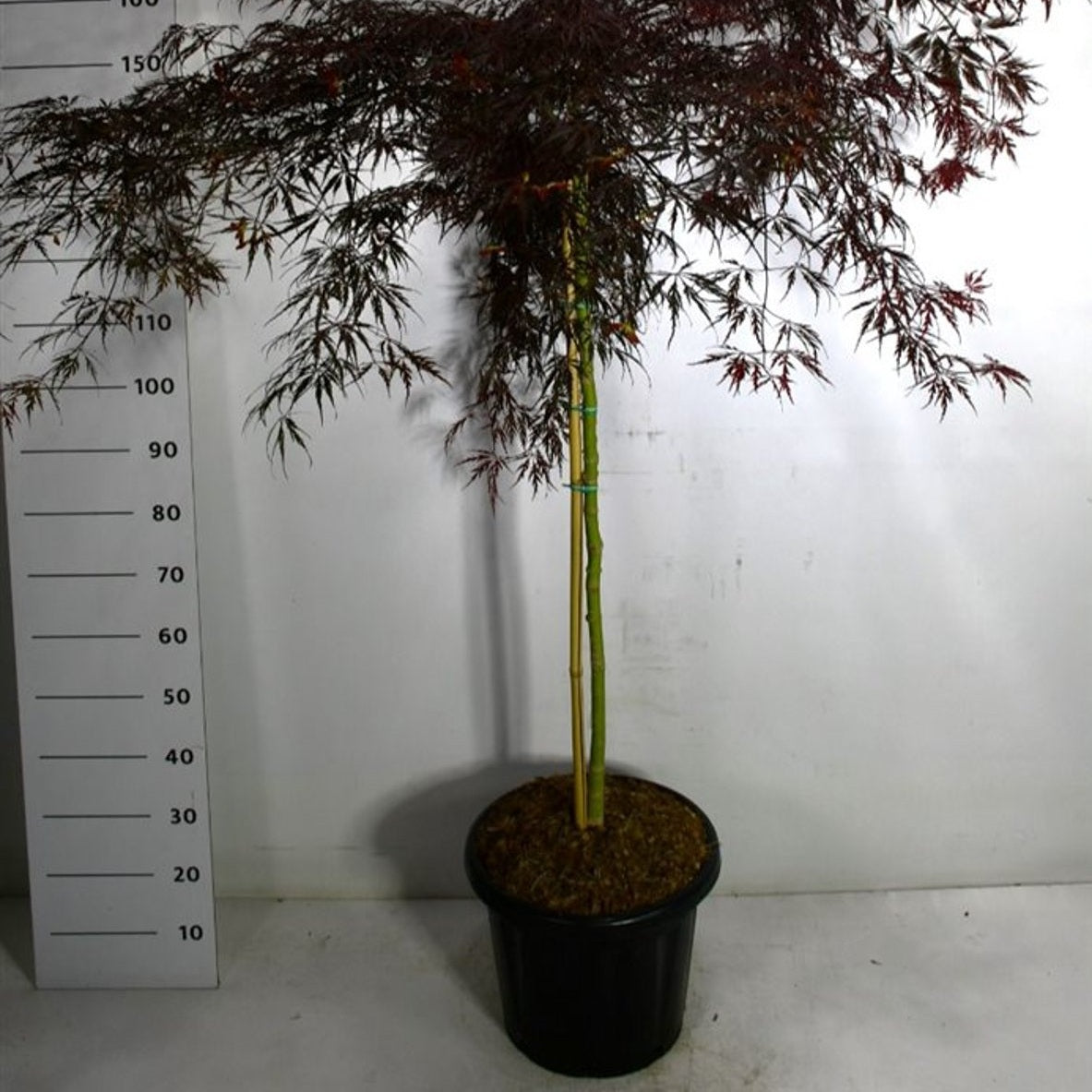 Japansk lönn – Acer palmatum 'Inaba-shidare' - C25 100 cm. Stam