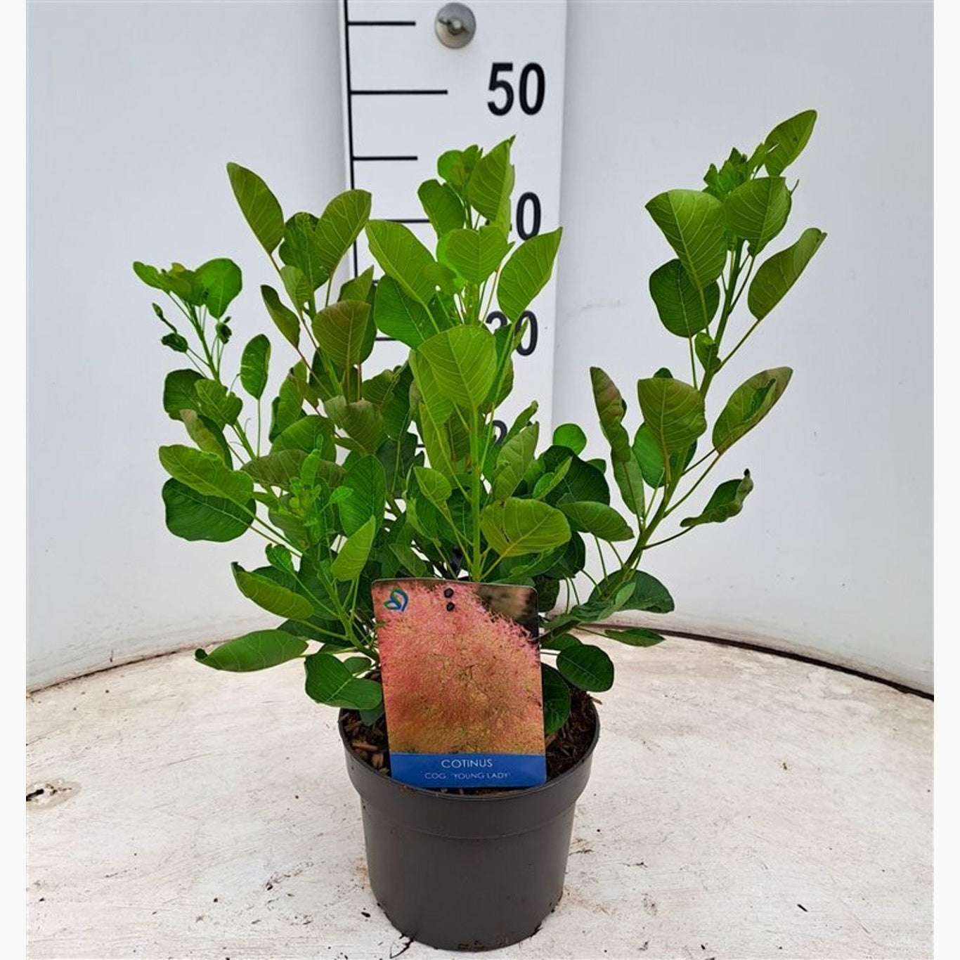 Perukbuske – Cotinus coggygria 'Young Lady' - C2 30-40 CM