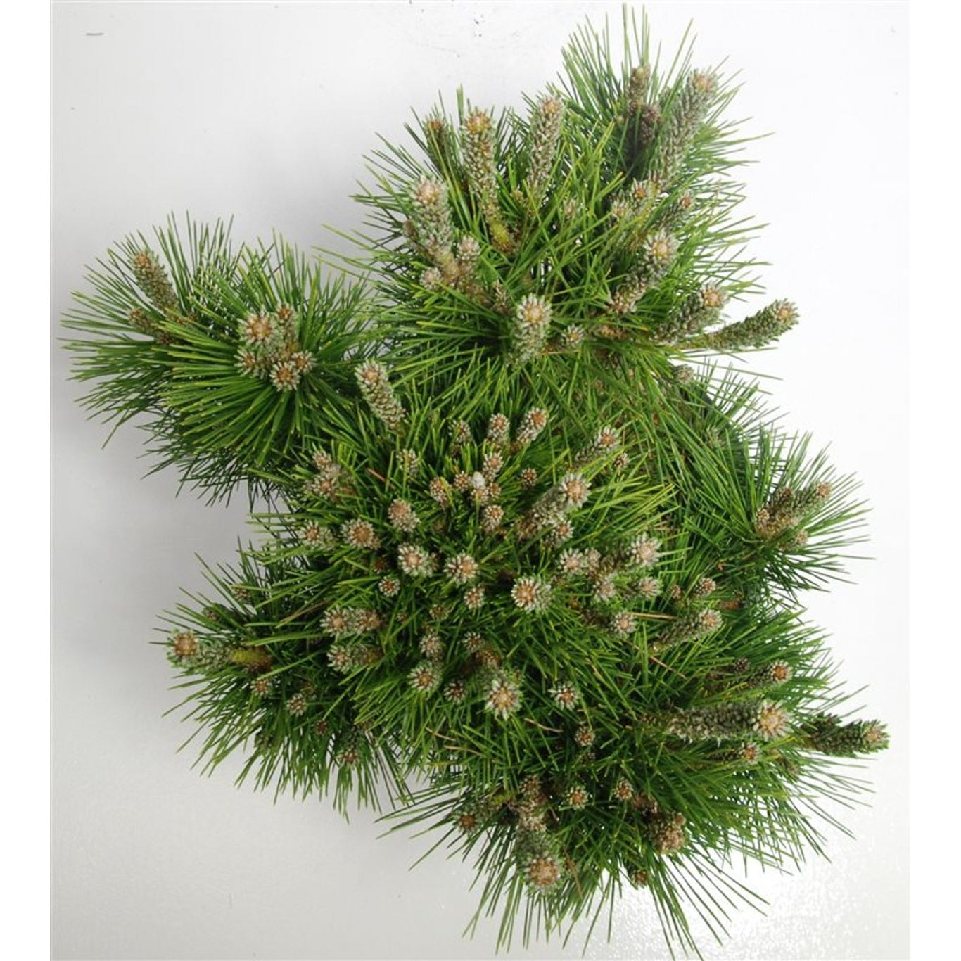 Japansk svarttall – Pinus thunbergii 'Sayonara' - C12 40-50 CM