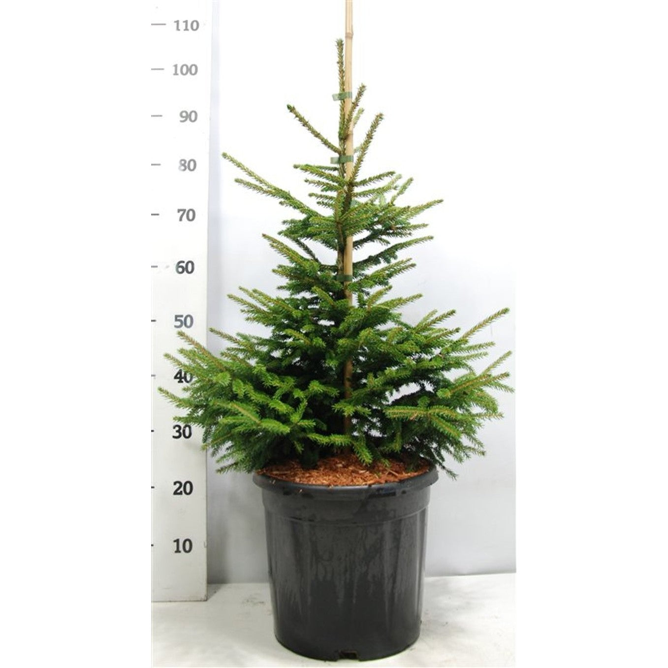 Orientalisk gran – Picea orientalis 'Aureospicata' - C13 50-60 cm.