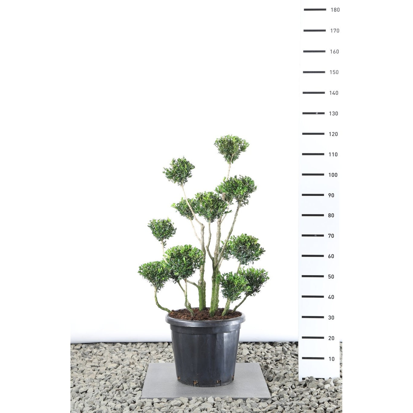 Buxbom – Buxus sempervirens - 80-100 CM PonPon Cont.