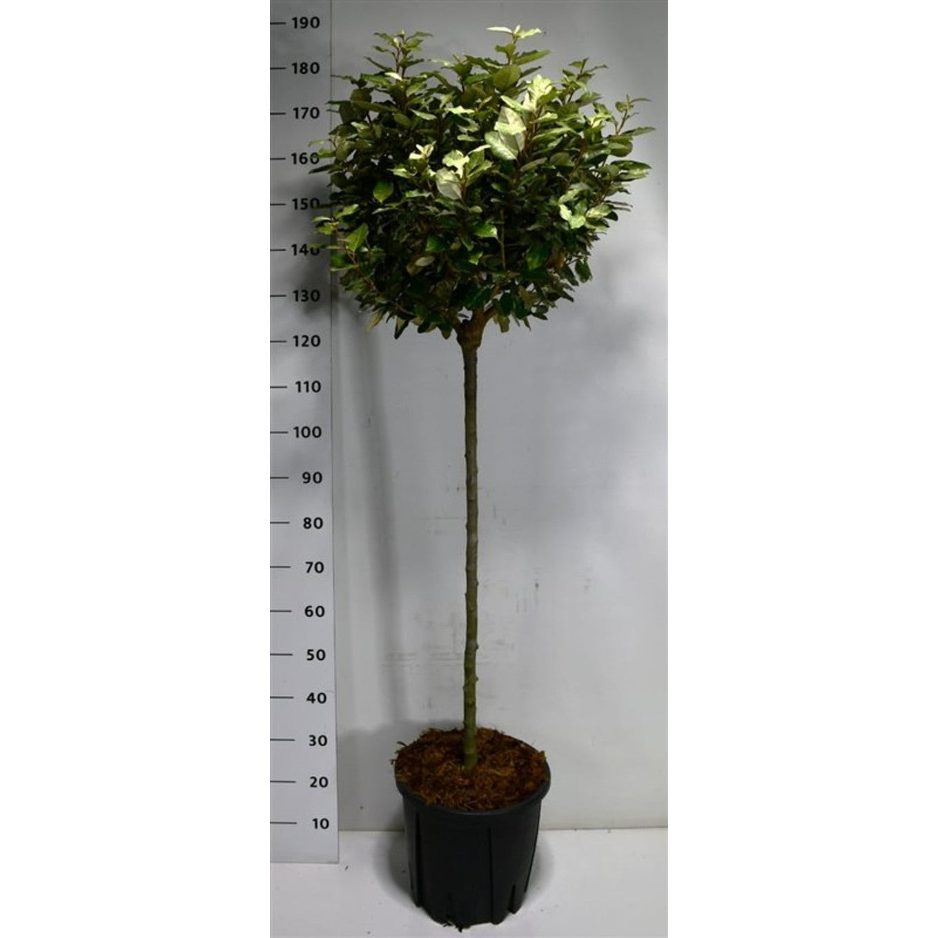 Silverbuske – Elaeagnus ebbingei &