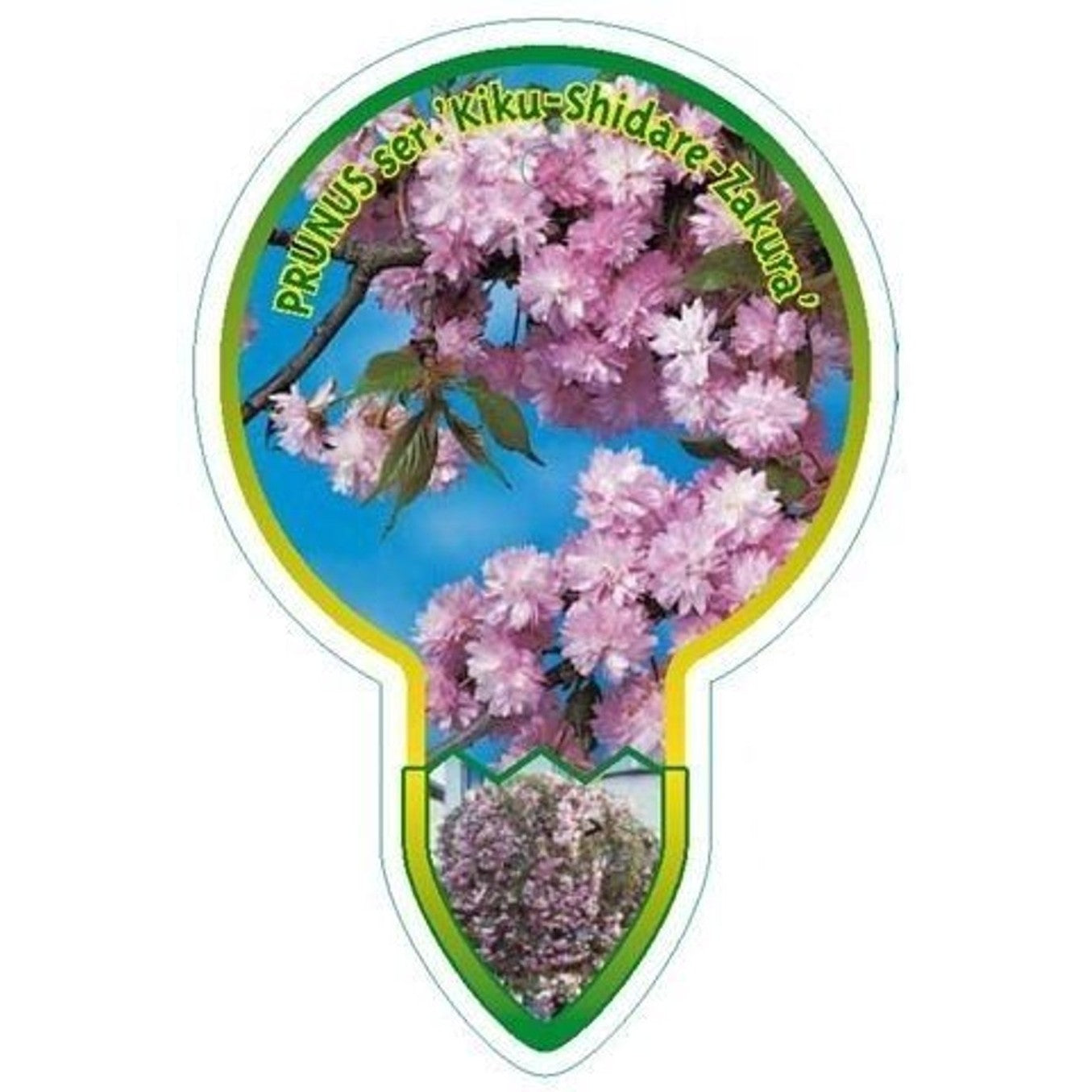 Japanskt körsbär – Prunus 'Kiku-shidare-zakura' - 80 CM Stem C7.5