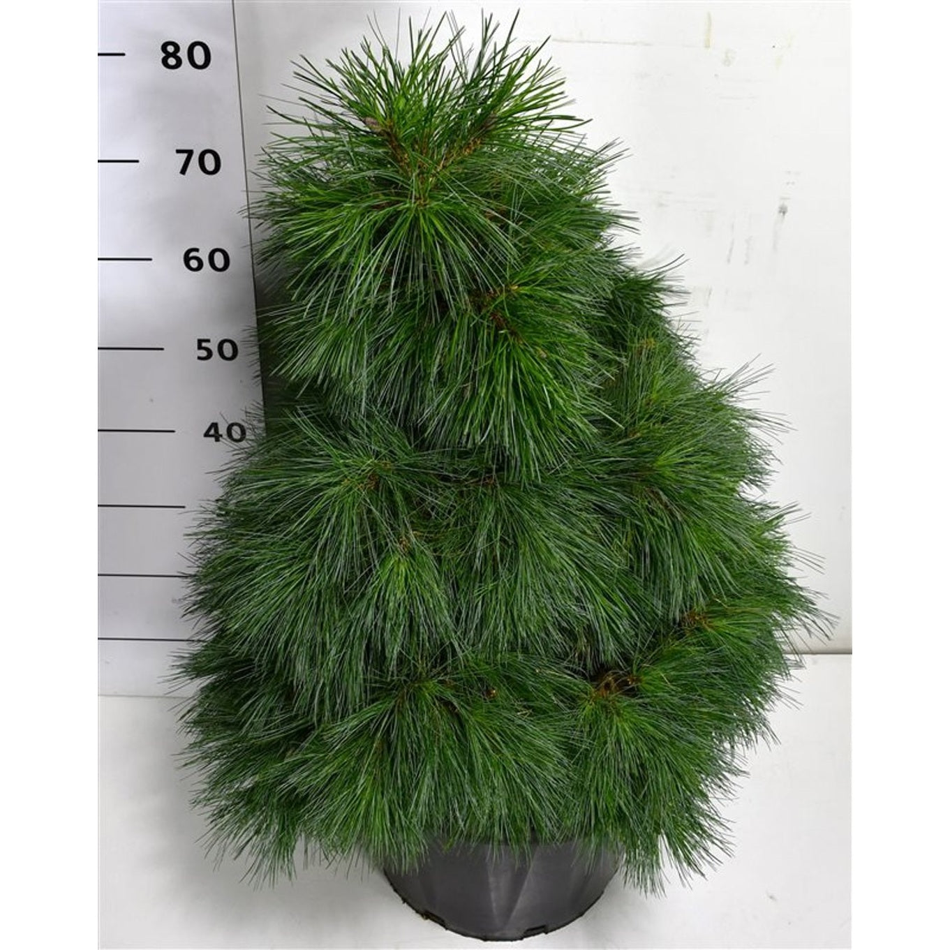 Västra vittall – Pinus strobus 'Niagara Falls' - C25 50-60 cm.