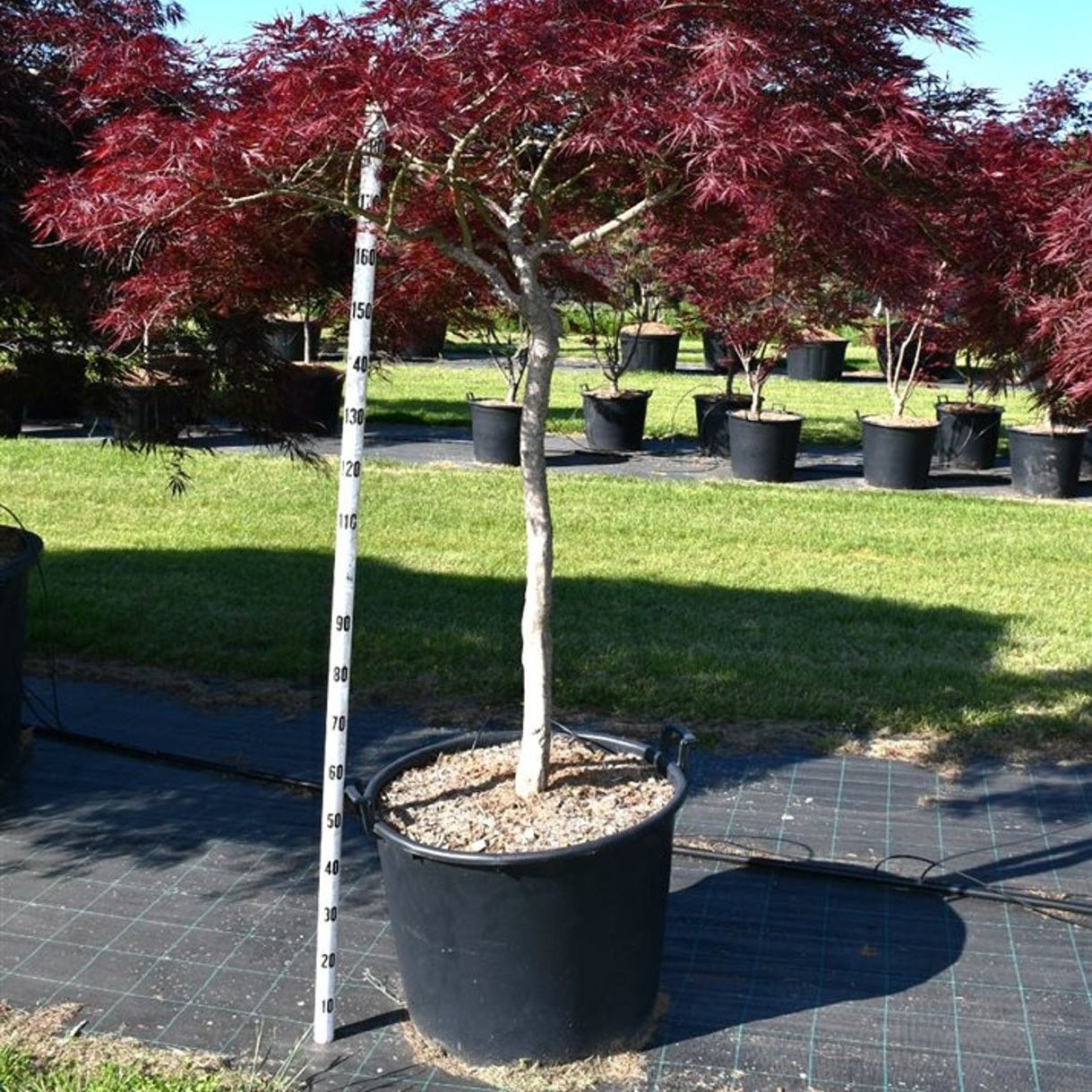 Japansk lönn – Acer palmatum 'Stella Rossa' - C130 100-120 cm. Stam