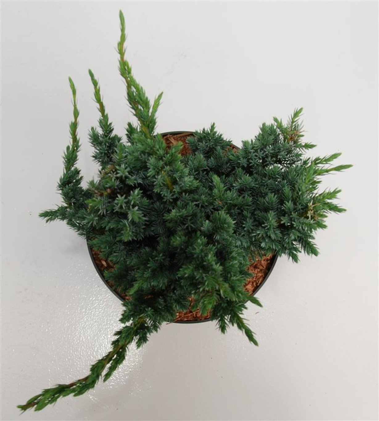 Himalaya-en – Juniperus squamata &