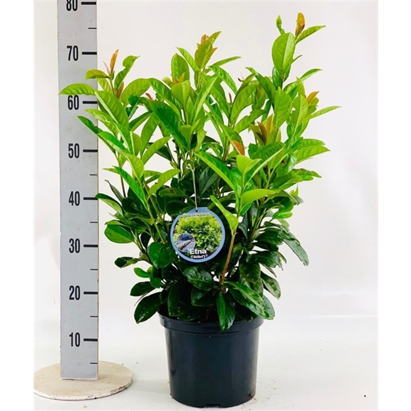 Lagerkörsbär – Prunus laurocerasus 'Etna' - C5 40-60 CM